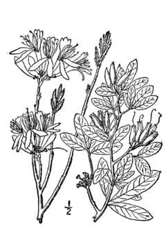 Слика од Rhododendron canadense (L.) Britton, Stern & Pogg.