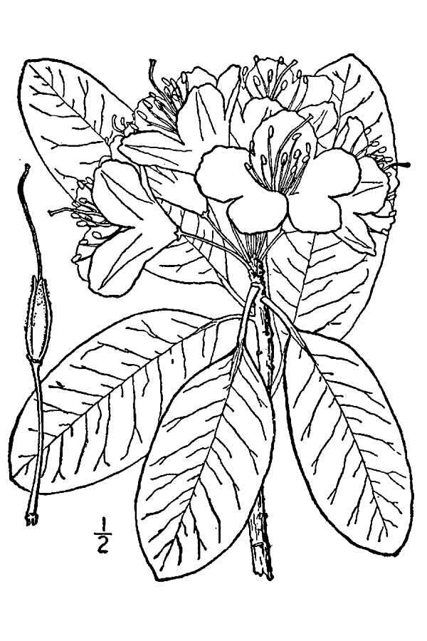 صورة Rhododendron catawbiense Michx.