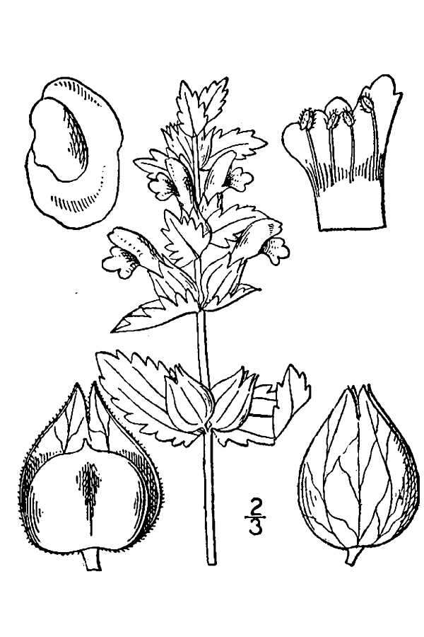 Image de Rhinanthus minor L. subsp. minor