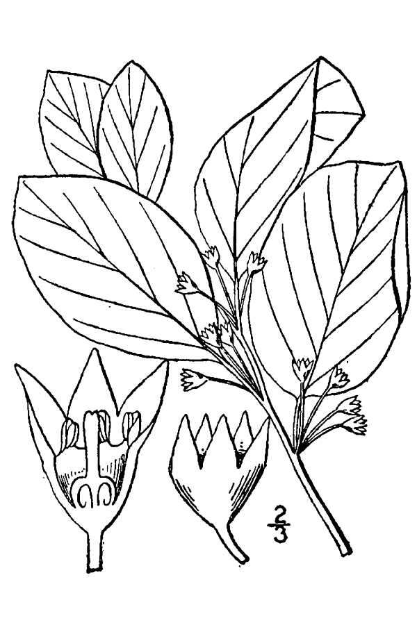 Image of Alder Buckthorn