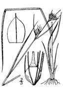 Image of Slender Beak Sedge