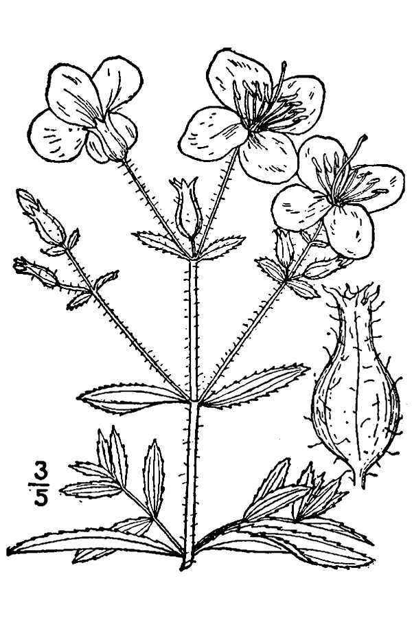 Image of Maryland meadowbeauty