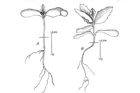 Image de Rhus ovata S. Wats.