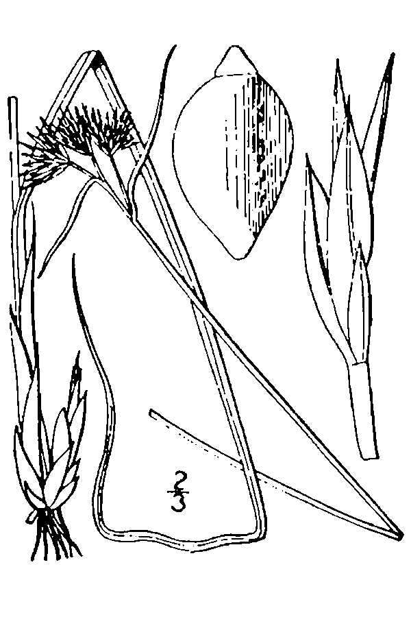 Image of Pale Beak Sedge