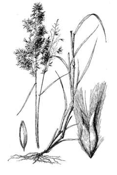 Image of Creeping Molasses Grass