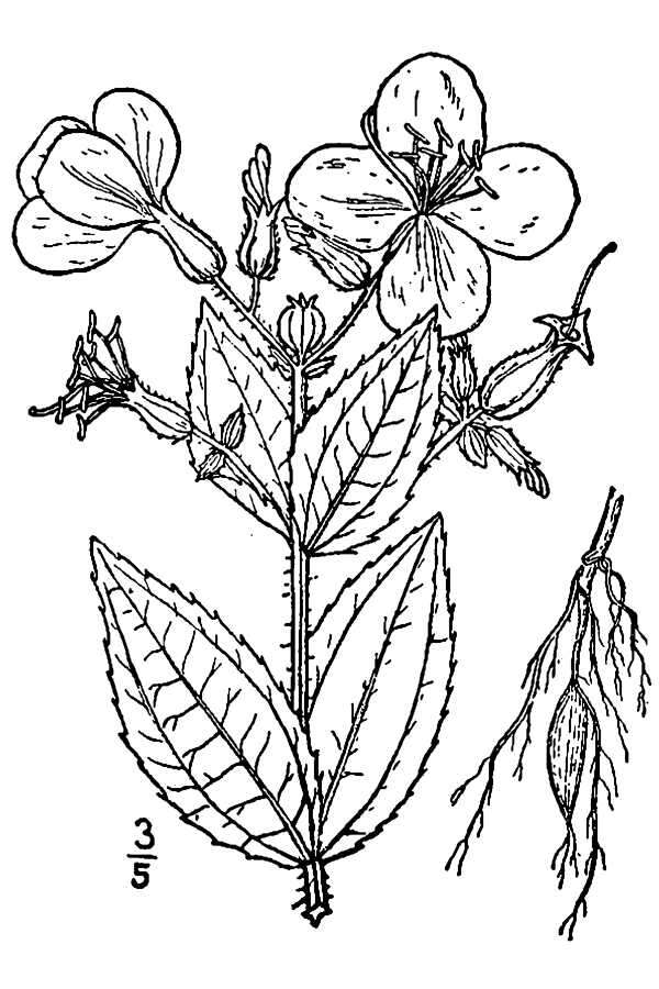 Imagem de Rhexia virginica L.