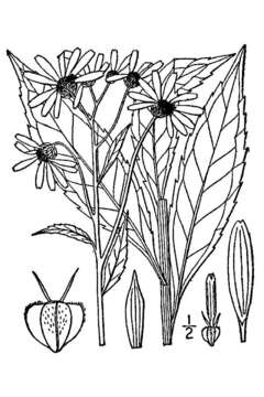 Слика од Verbesina alternifolia (L.) Britt. ex Kearney