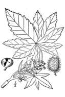 Image of Ricinus