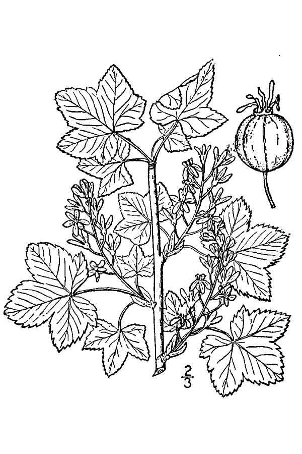 Image of northern black currant