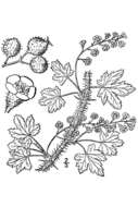 Image of prickly currant