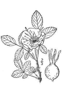 Image of prickly rose