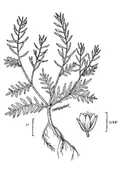 Image of curvepod yellowcress