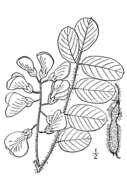 Plancia ëd Robinia hispida L.