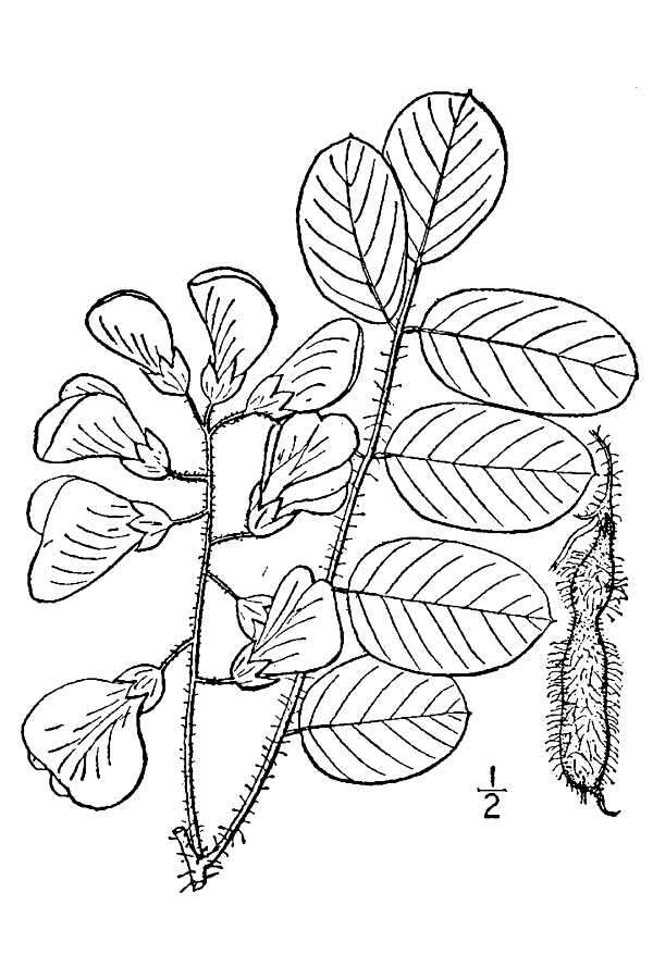 Plancia ëd Robinia hispida L.