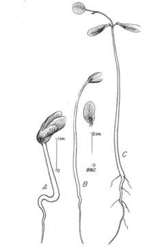 Image of black locust