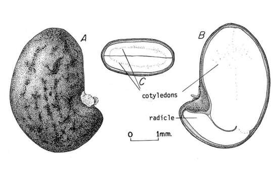 Image of black locust