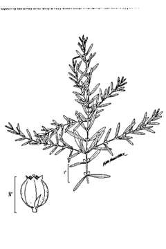 Image of lowland rotala