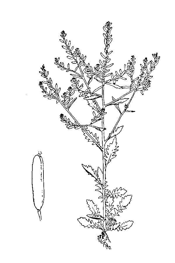 Image of Stalkless Yellowcress