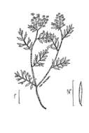 Image of creeping yellowcress