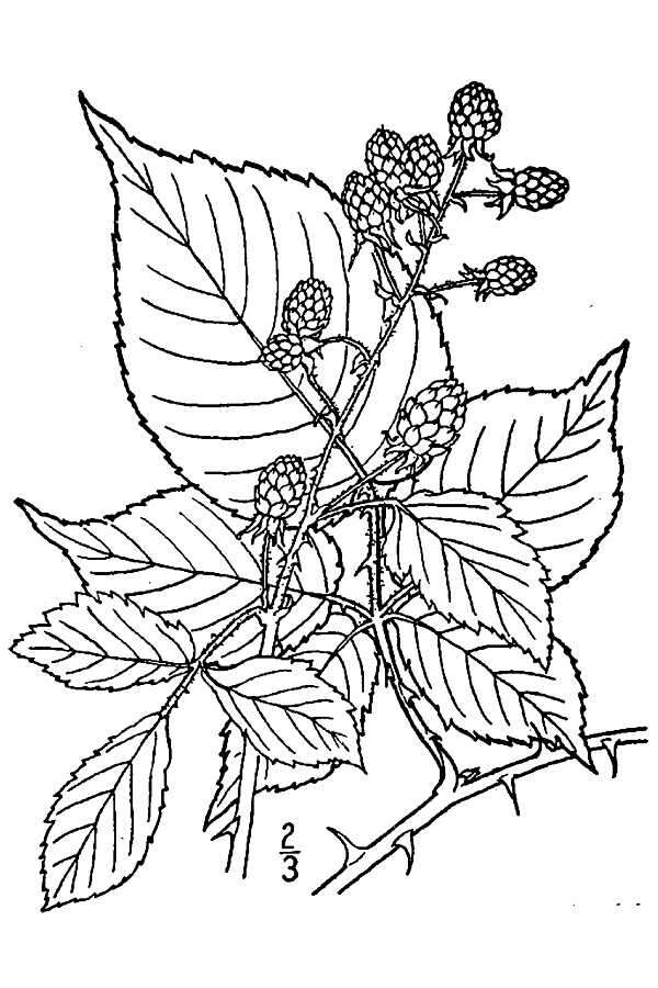 Image of Allegheny blackberry