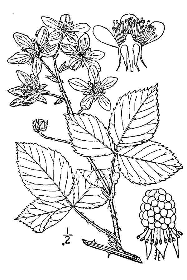 Слика од Rubus argutus Link