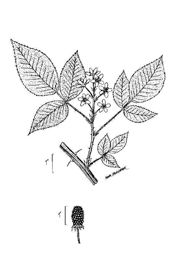 Слика од Rubus argutus Link