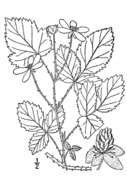 Image of Bailey's Dewberry