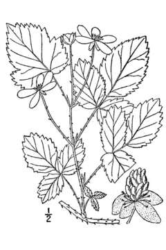 Image of Bailey's Dewberry