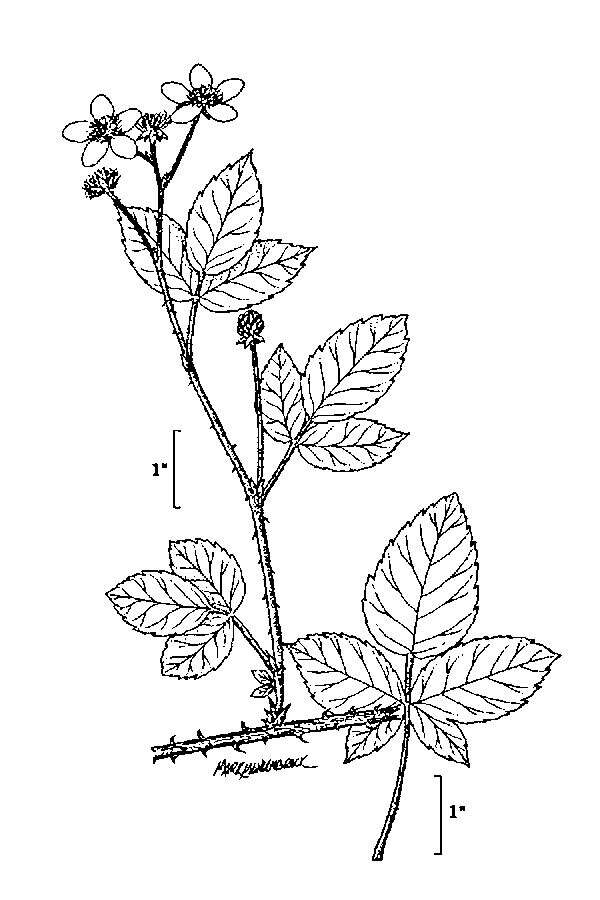 Image of Bailey's Dewberry