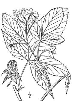 Imagem de Rubus canadensis L.