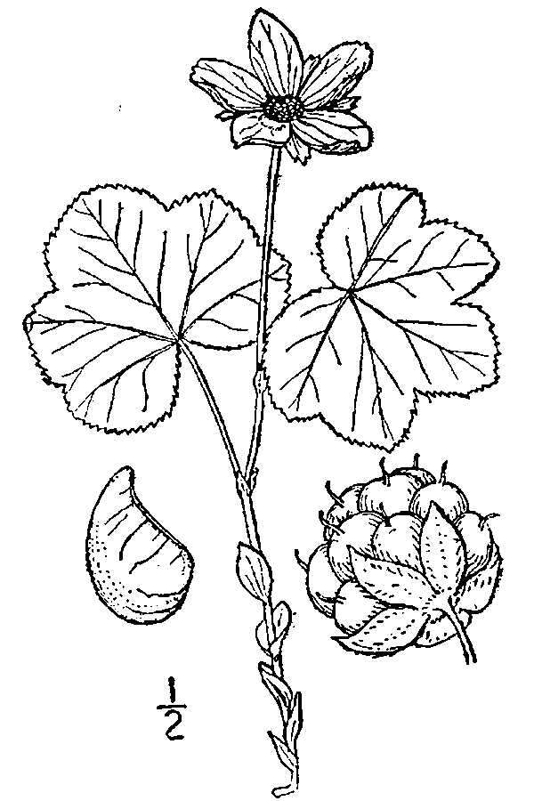 Image of cloudberry