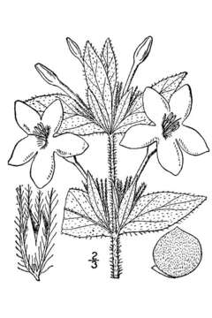 Image of Carolina wild petunia