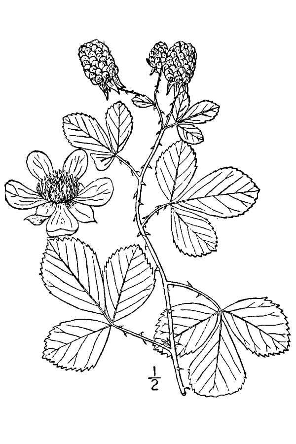 Rubus cuneifolius Pursh resmi