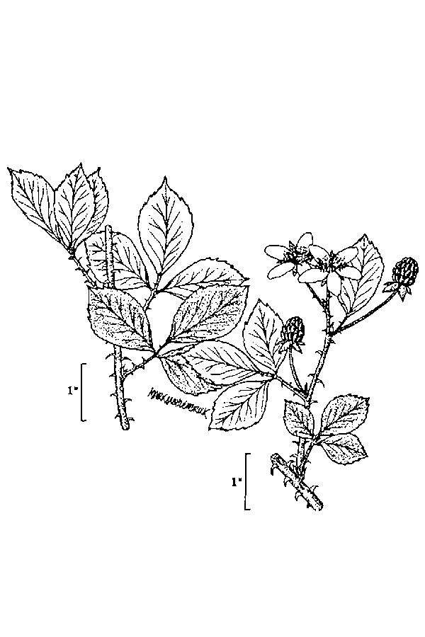 Rubus cuneifolius Pursh resmi