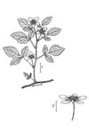 Imagem de Rubus flagellaris Willd.