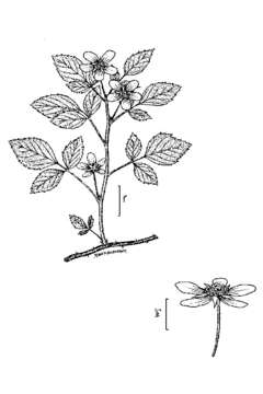 Imagem de Rubus flagellaris Willd.