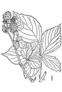 Imagem de Rubus frondosus Bigelow