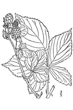 Imagem de Rubus frondosus Bigelow