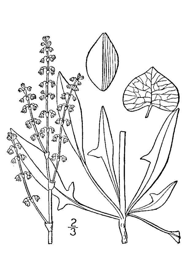 Imagem de Rumex hastatulus Baldw. apud Ell.