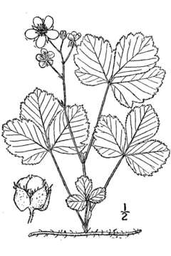 Imagem de Rubus hispidus L.