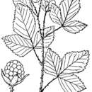 Image of upland dewberry