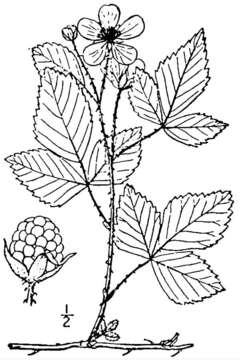 صورة Rubus invisus (L. H. Bailey) L. H. Bailey