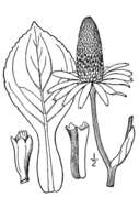 Image of great coneflower