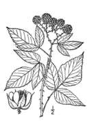 Image of grayleaf red raspberry