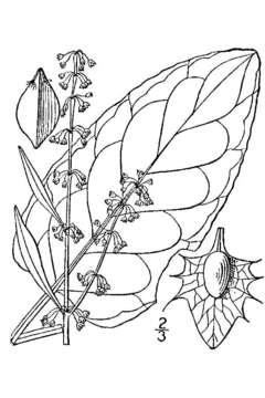 Imagem de Rumex obtusifolius L.