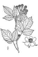 Image of black raspberry