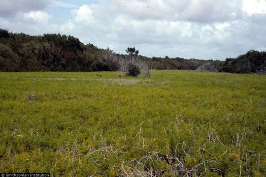 Image of Beachwort