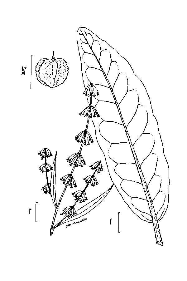 Rumex orbiculatus A. Gray的圖片