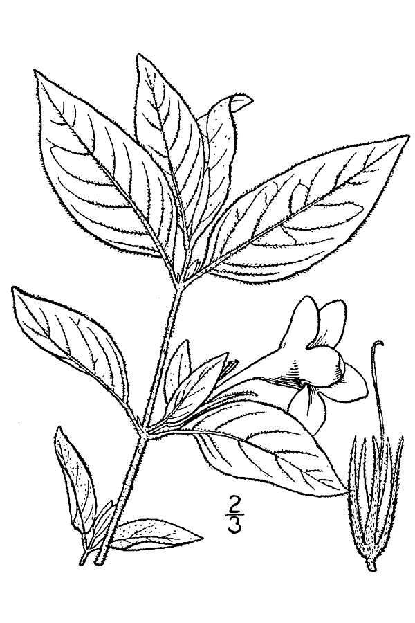 Image of Carolina wild petunia