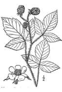 Image of grayleaf red raspberry